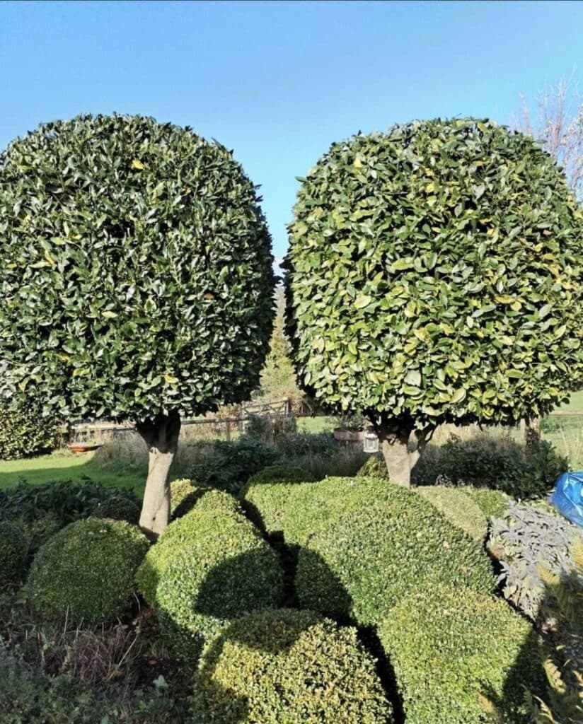 Entretien jardin